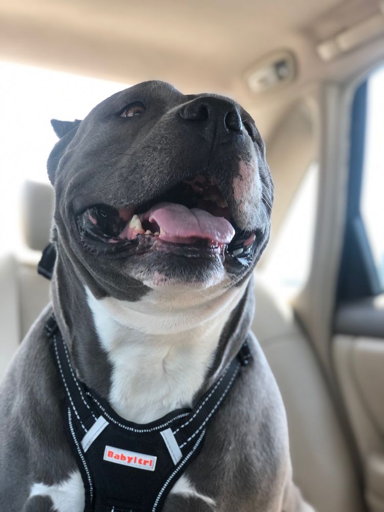 DIRTY PAWS GROOMING Updated May 2024 Orange County, California