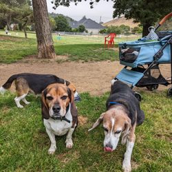 Morgan Hill Dog Park