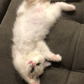 Rhetorical Ragdolls - Pet Breeders Near Me Rhetorical Ragdolls - Pet Breeders Near Me