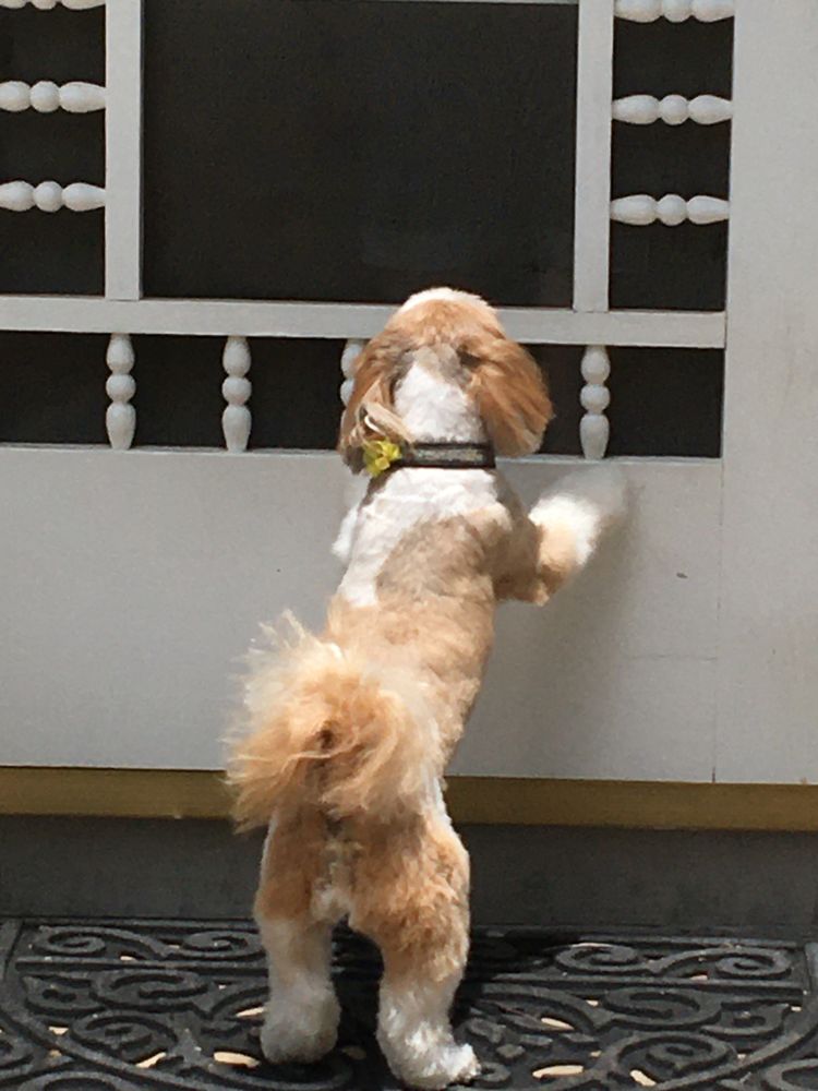 A ZEN DOG SPA Updated July 2024 46 Photos & 12 Reviews Yucaipa