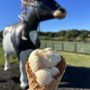 Mountain Fresh Creamery