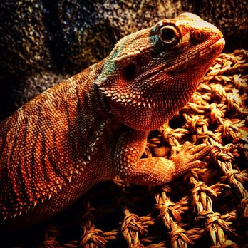 reptile specialists near me