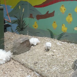 Zoodoo Wildlife Park