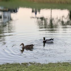 The Vineyards Campground - Ducks