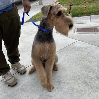 Foxy like Roxy - Side angle of his trim and bath blow out from Bianca - Pet Groomers Near Me