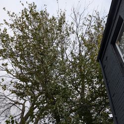 The Heart of Wood Tree Service