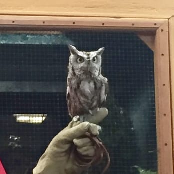 World Bird Sanctuary - Screech Owl - Parks Near Me - Valley Park, Missouri
