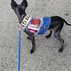 American Made Barbershop - Oreo, the shop dog, after a fancy haircut meeting up with the ladies for a Motorhead show.  She loves to party and have treats.