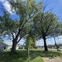 Photo of Jorge's Tree Service