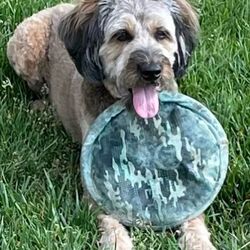 Treats Unleashed - Dusty is a very active Aussiedoodle with so much energy and love  we are so lucky she is our family member.