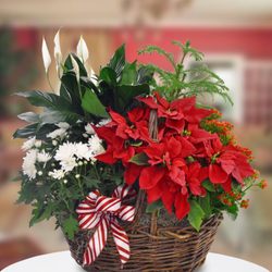 Friendly Flowers and More - Holiday arrangements with poinsettias and an assortment of green plants. Starts at $50.00 and up