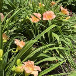 Cornell Botanic Gardens