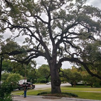 Arbor Logical Tree Care - Tree Services Near Me - Austin, Texas Arbor Logical Tree Care - Tree Services Near Me - Austin, Texas