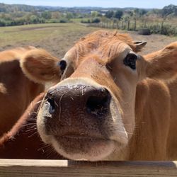 Carlton Farms - Jersey cows