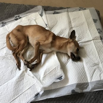 Pet Oasis Studio - Pet Sitting Near Me - Burlington, North Carolina Pet Oasis Studio - Pet Sitting Near Me - Burlington, North Carolina