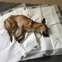 Pet Oasis Studio
