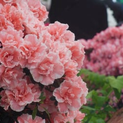 Serres royales de Laeken