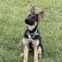 Photo of Mark It Dog Training