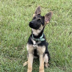 Mark It Dog Training