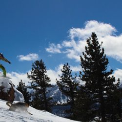 Adventure Mammoth