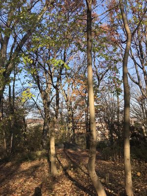 Fort Tryon Park by null