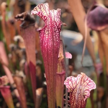 West Coast Carnivorous Nursery - Sarracenias (inside the nursery) - Nurseries & Gardening Near Me - Rochester, Washington West Coast Carnivorous Nursery - Sarracenias (inside the nursery) - Nurseries & Gardening Near Me - Rochester, Washington