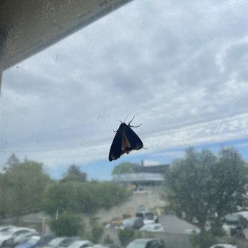Clarion Hotel - one of the 3 giant moths in our room - Hotels Near Me - Concord, California