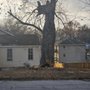 Photo of Hale Trees service