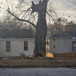 Hale Trees service