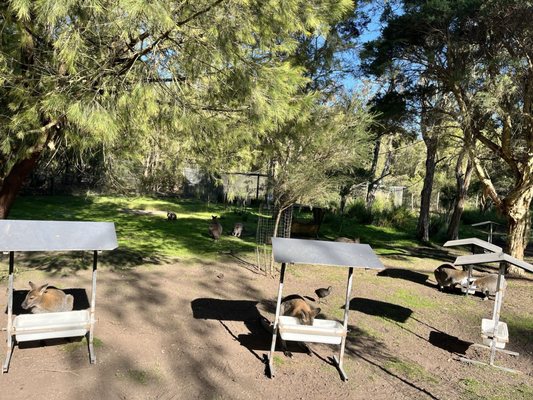 Healesville Sanctuary (Zoos Victoria) by null