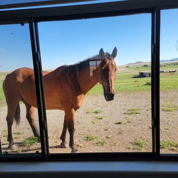 Rancho Milagro Bed & Breakfast - Another friendly horse - Bed & Breakfast Near Me - Elgin, Arizona