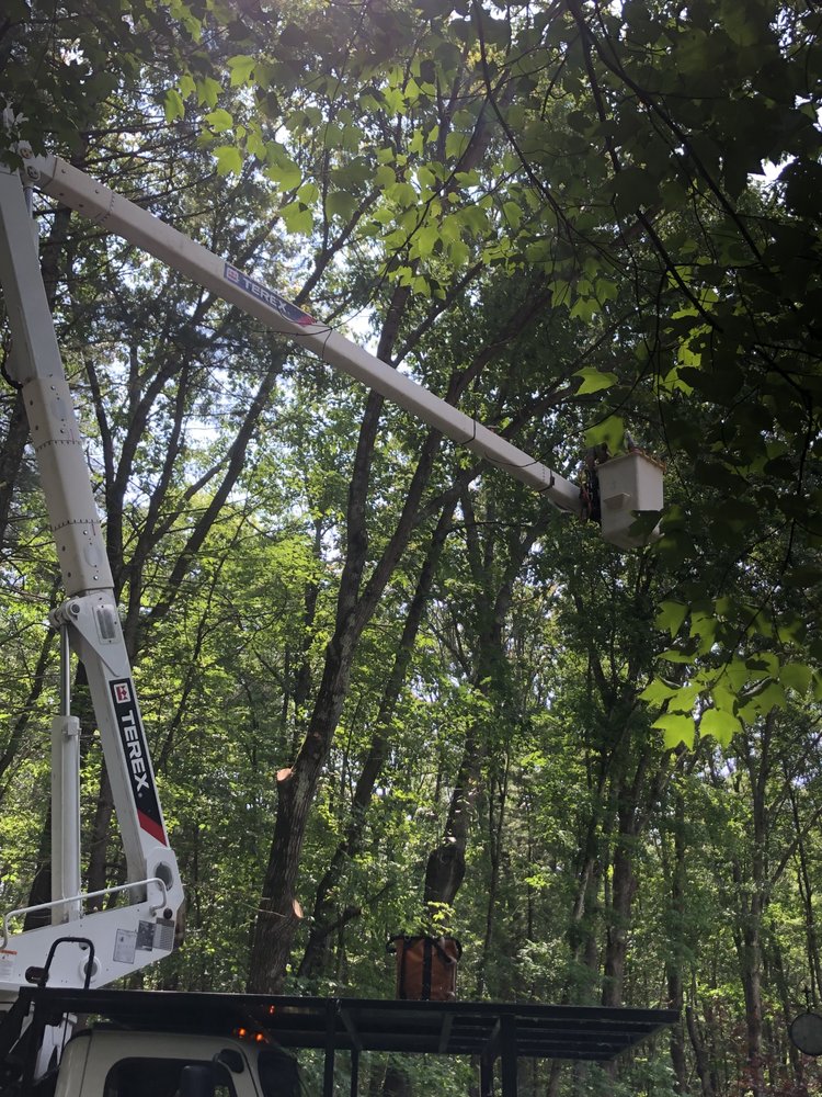 Favreau Forestry - tree service in Sterling, MA