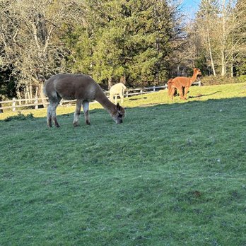 Chateau Lill - Alpacas at Chateau Lill. - Venues & Event Spaces Near Me - Redmond, Washington