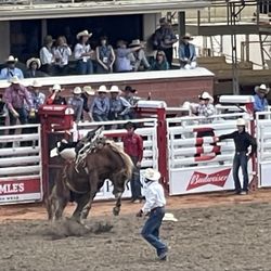 Calgary Stampede Grandstand Show