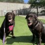 Photo of Chicago Doggo