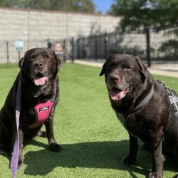 Chicago Doggo