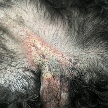 Spca Westchester 16 Photos 60 Reviews Animal Shelters 590 N State Rd Briarcliff Manor Ny Phone Number Yelp