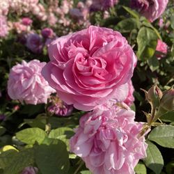 The Regent's Park