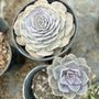 RV Nursery