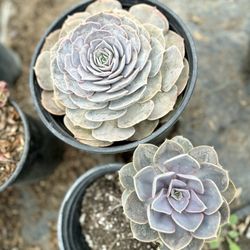 RV Nursery - Please come and support this business, they have the best price.