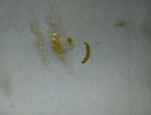 Feast Buffet by null