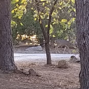 Dorner Family Vineyard - Tree environment at Dorner - Venues & Event Spaces Near Me - Tehachapi, California Dorner Family Vineyard - Tree environment at Dorner - Venues & Event Spaces Near Me - Tehachapi, California