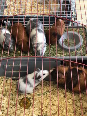 Carol's Pet Center by null