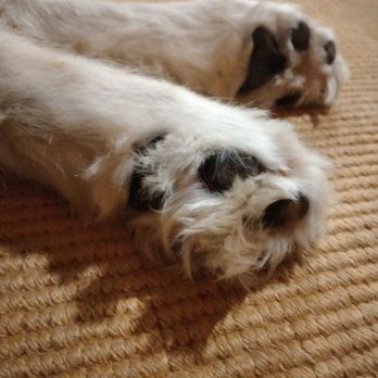 Paw-Rific Pet Grooming - Pet Groomers Near Me - Ishpeming, Michigan