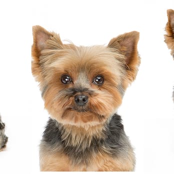 Critter Clippers - Pet Groomers Near Me - Mountain View, California Critter Clippers - Pet Groomers Near Me - Mountain View, California