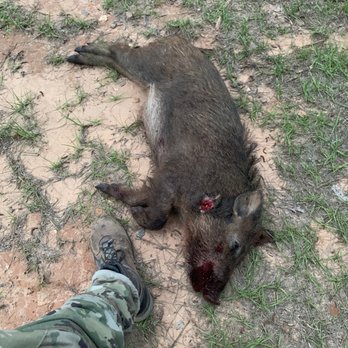 Great Southern Outdoors - 60lb male hog - Venues & Event Spaces Near Me - Union Springs, Alabama Great Southern Outdoors - 60lb male hog - Venues & Event Spaces Near Me - Union Springs, Alabama
