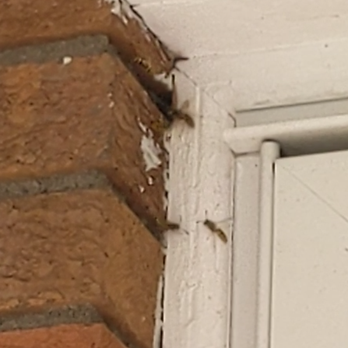 Upstate Pest & Wildlife Control - Bees! - Pest Control Near Me - Schenectady, New York Upstate Pest & Wildlife Control - Bees! - Pest Control Near Me - Schenectady, New York