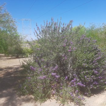 Saguaro Park - Purple sage in a late spring bloom. - Parks Near Me - Henderson, Nevada Saguaro Park - Purple sage in a late spring bloom. - Parks Near Me - Henderson, Nevada