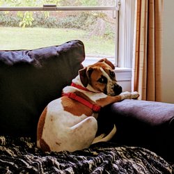 Legacy Boarding Kennels - My baby... Ahsoka