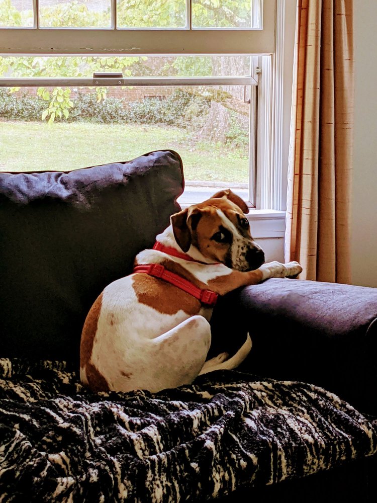 LEGACY BOARDING KENNELS Updated August 2024 143 Gumtree Rd, Winston